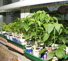 Wachstum der Chili und Paprika-Pflanzen