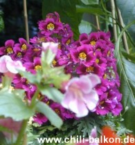 Spaltblume - Schizanthus wisetonensis