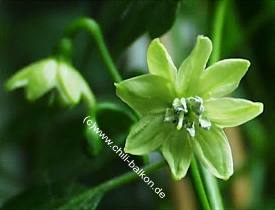 Capsicum frutescens - Ata small mit 7 Blütenblättern