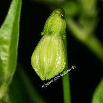 Capsicum frutescens - Knospe der Tabasco