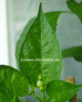 Capsicum frutescens - Blätter der Tabasco