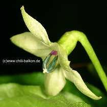 Capsicum frutescens - Tabasco Blüte