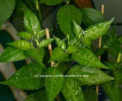 Capsicum frutescens - Tabasco Pflanze