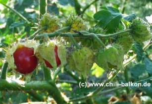Litchi-Tomate - Solanum sisymbriifolium