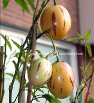 Melonenbirne - reife Früchte - Solanum muricatum