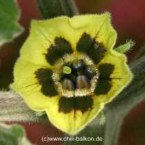 Physalis peruviana - Blüte