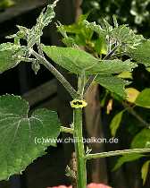 Physalis peruviana - Pflanze