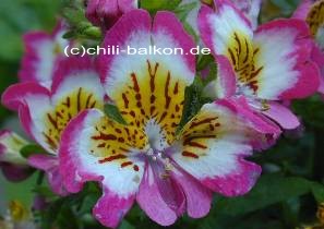 Schizanthus - Spaltblume