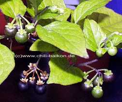 Schwarzer Nachtschatten - Solanum nigrum - Frchte