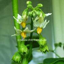 Menschenfressertomate - Solanum uporo - Blte