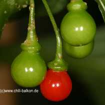 Tubocapsicum anomalum - Reife Frucht