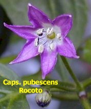 Blüte der Rocoto Cuencano