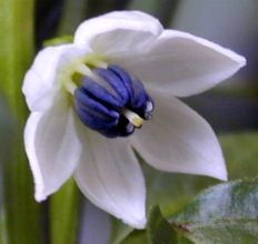Sibirischer Hauspaprika Blüte