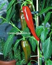 Caribbean Country pepper - C. annuum