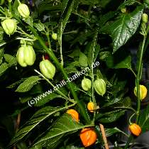 Burkina Yellow Pflanze - C. chinense