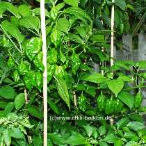 Carribean Hot - Capsicum chinense - Pflanze
