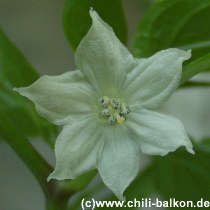 Cascabella Blüte