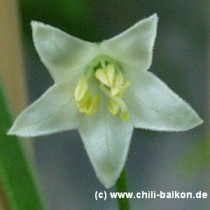 Capsicum chacoense - Blüte