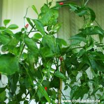 Capsicum chacoense - Pflanze
