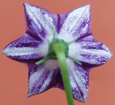 Chile de Seda Blüte von hinten mit langen Kelchzähnen