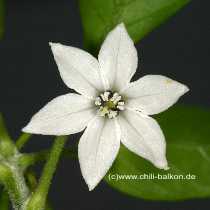 Chile de arbol - Capsicum annuum - Blüte