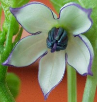 Fresnoid Blüte