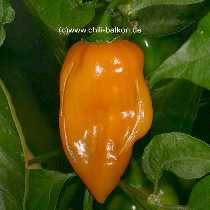Habanero Manzano - Capsicum chinense