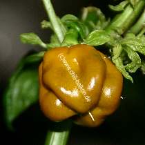 Habanero Mustard - C. chinense