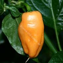 Habanero Peach - C. chinense