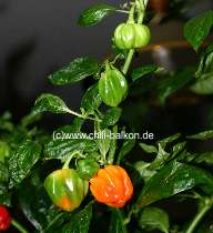Habanero Red Antilles - Pflanze