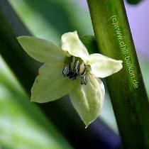 Habanero Trinidad - Blüte
