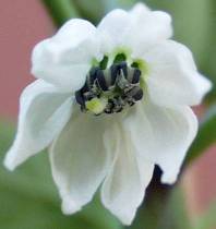 Jalapeno Blüte - C. annuum