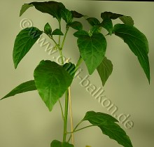 Javitott Bogyiszloi Pflanze