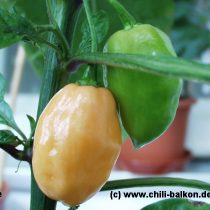 Pimenta Cheirosa - Capsicum chinense