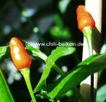 Siling labuyo - Capsicum frutescens