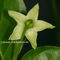 Tabasco - Capsicum frutescens - Rüclseite der Blüte