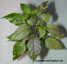 Tri-Fetti Variegata - Pflanze