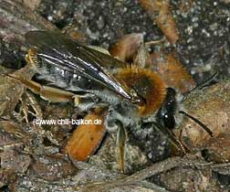 Rotschopfige Sandbiene - Andrena haemorrhoa