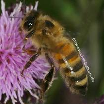 Honigbiene - apis mellifera