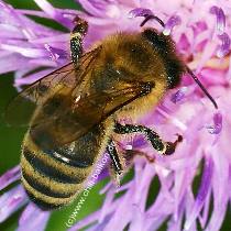 Honigbiene - apis mellifera