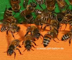 Honigbienen - Apis mellifera