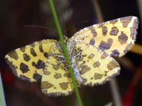 Gelber Fleckenspanner-Pantherspanner - Pseudopanthera macularia