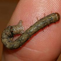 Raupe des Haarrckenspanner - Colotis pennaria