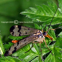 Panorpa communis - Skorpionsfliege Weibchen