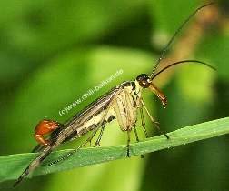 Panorpa communis - Skorpionsfliege Männchen