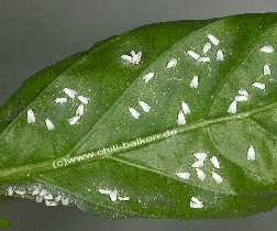 Weiße Fliegen auf Chiliblatt