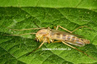 Zuckmcke - Chironomidae sp. - Weibchen