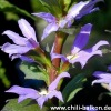 Blaue Fächerblume - Scaerola aemula