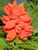 Feuersalbei - Salvia spledens
