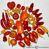 Chili - Paprika - Tomaten - Ernte August 2008